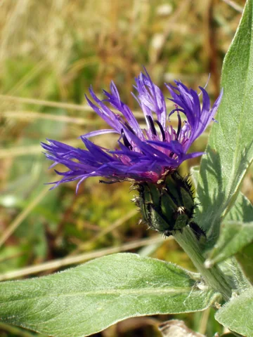 A blue-flowered leafy stem of Centaurea montana.