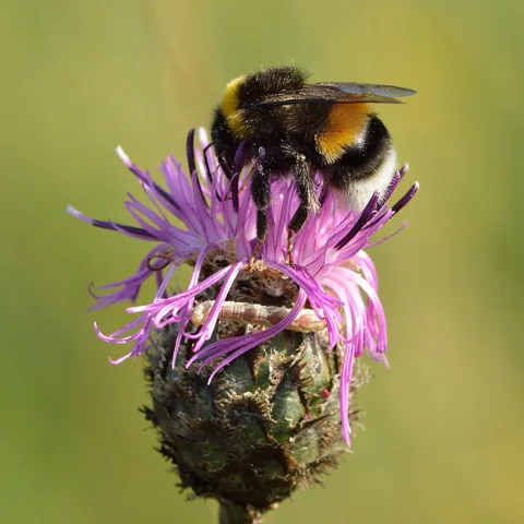 A flower head of Centaurea scabiosa with a visiting bumblebee.