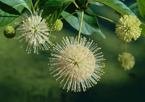 Round flower heads and green leaves of Cephalanthus occidentalis.