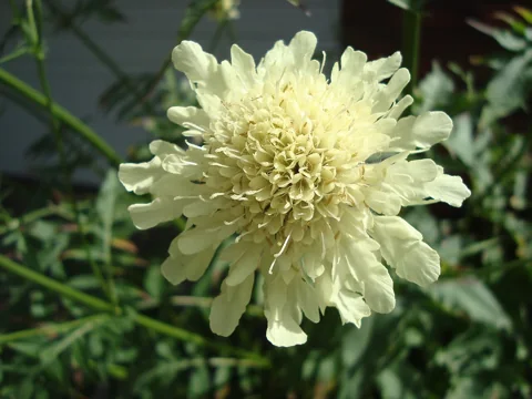 A pale yellow flower head of Cephalaria gigantea.