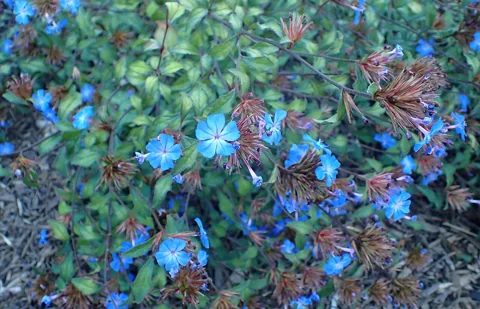Blue flowers and branching foliage of Ceratostigma willmottianum.