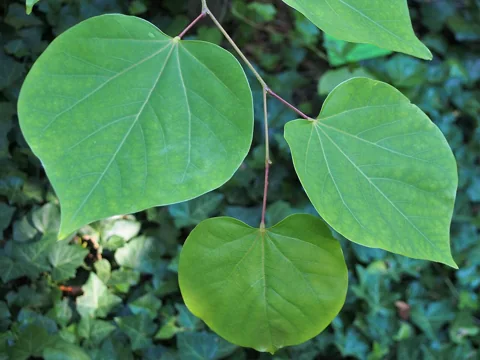 Leaves of Cercis canadensis.