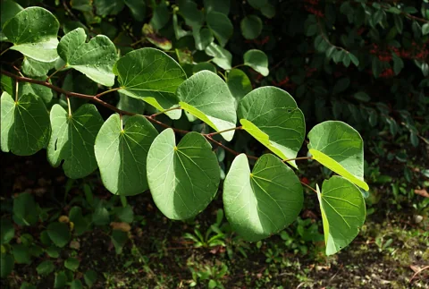 Leaves of Cercis siliquastrum.