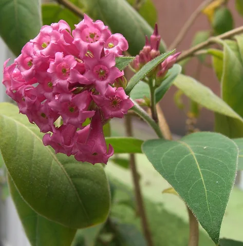Pink flowers and green leaves of Cestrum elegans.