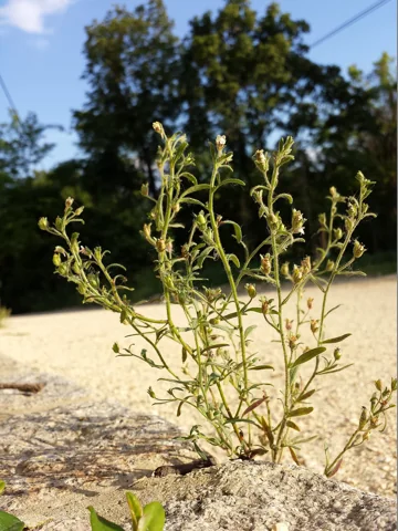 Chaenorhinum minus growing on open stony ground.