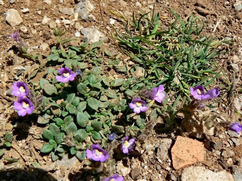 Low leafy stems and purple flowers of Chaenorhinum origanifolium.