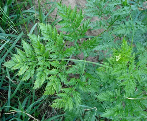 Finely divided green foliage of Chaerophyllum bulbosum.
