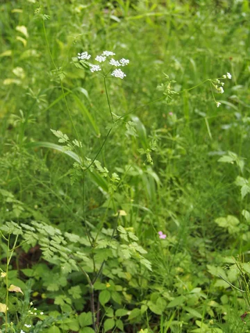 Flowering plant of Chaerophyllum temulum in woodland vegetation.