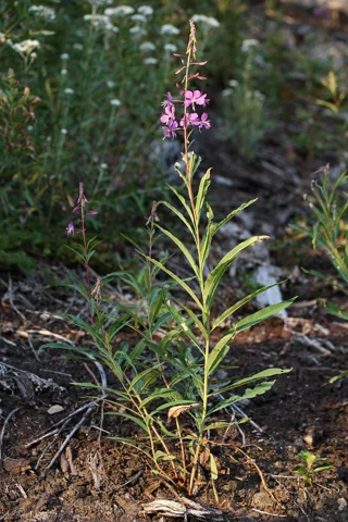 A flowering stem of Chamerion angustifolium growing outdoors.