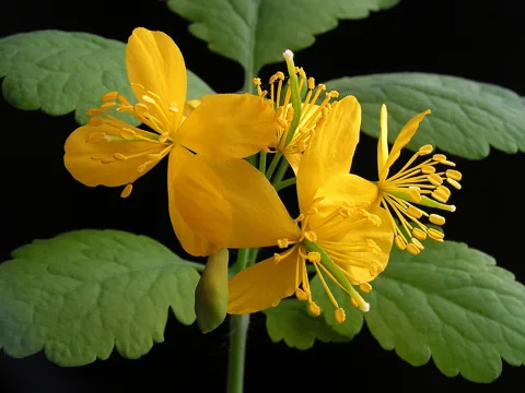 Yellow flowers and lobed foliage of Chelidonium majus.