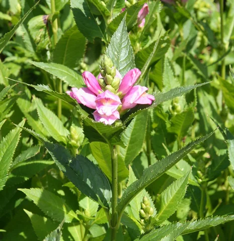 Pink flowers and upright leafy stems of Chelone obliqua.
