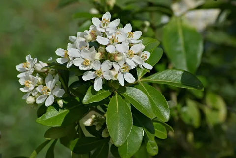 White flowers and green foliage of Choisya ternata.