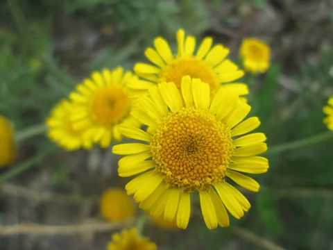 Yellow flower heads of Chrysanthemum segetum.