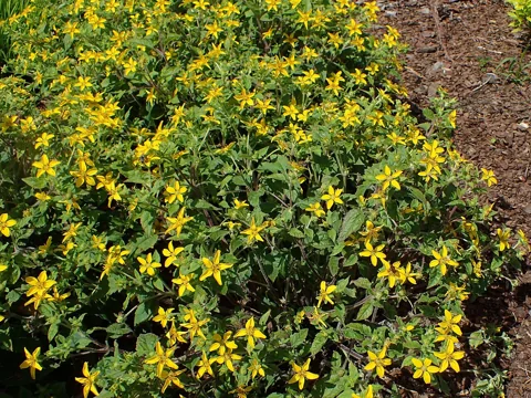 A flowering mat of Chrysogonum virginianum.