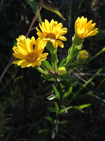 Yellow flower heads and leafy stem of Chrysopsis mariana.