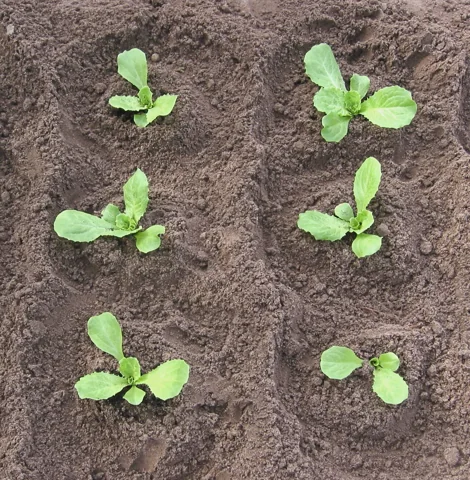 Young cultivated plants of Cichorium endivia.