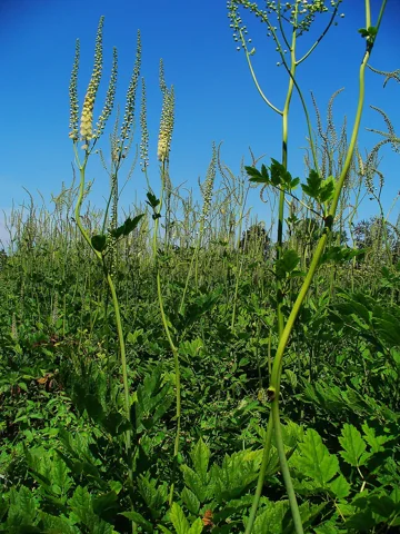 Tall flowering stems and foliage of Cimicifuga racemosa.