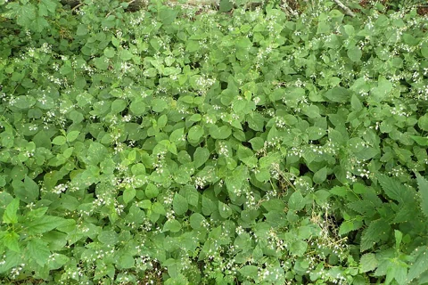 A flowering stand of Circaea lutetiana.