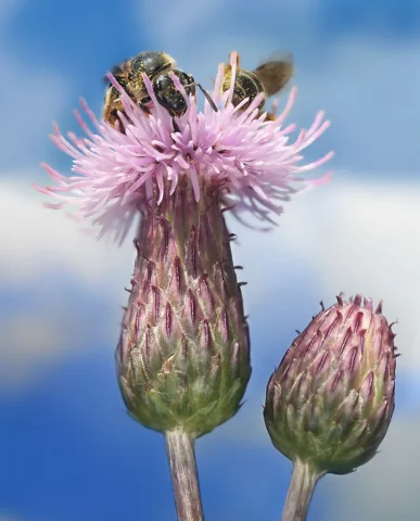 A flower head of Cirsium arvense with visiting insects.