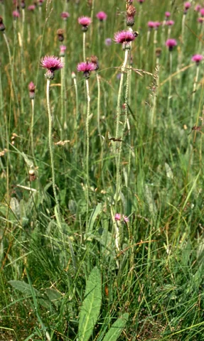 Cirsium dissectum flowering in grassland.