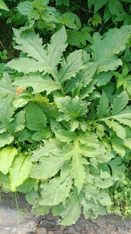 Broad lobed basal leaves of Cirsium oleraceum.