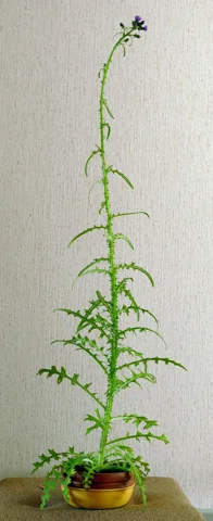 A cultivated Cirsium palustre showing its tall leafy stem.