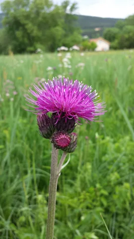 A purple flower head on an upright stem of Cirsium rivulare.