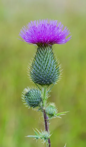 A purple flower head and developing bud of Cirsium vulgare.
