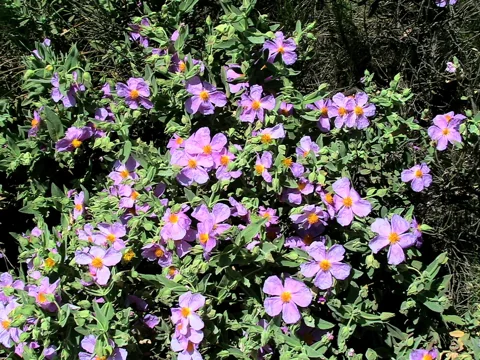 Cistus albidus covered in pink flowers.