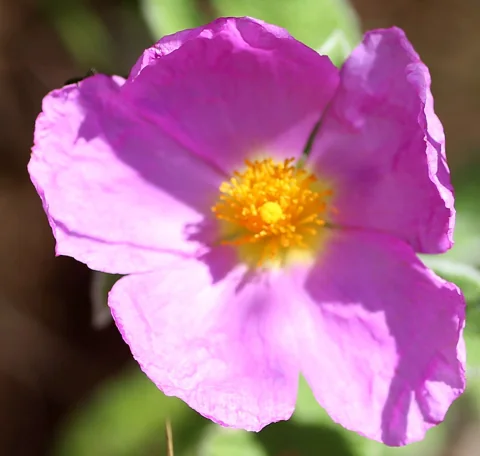 Pink flower of Cistus incanus.