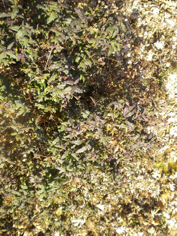 Dense flowering shrub of Cistus psilosepalus.