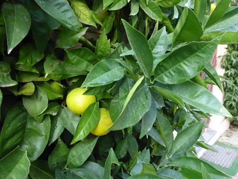 Fruits among the glossy leaves of Citrus sinensis.