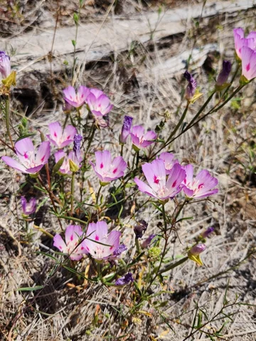 Flowering stems of Clarkia amoena.