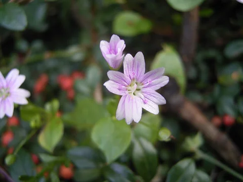 Pink-veined flowers of Claytonia siberica.