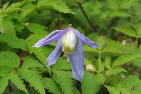 A hanging purple flower and foliage of Clematis alpina.