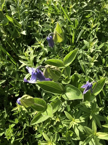 Purple nodding flowers and entire leaves of Clematis integrifolia.
