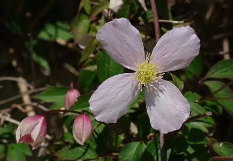 Pale pink flowers, buds and leaves of Clematis montana.