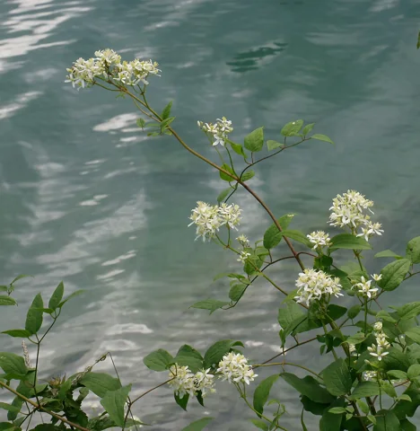 Branching leafy stems and white flowers of Clematis recta.