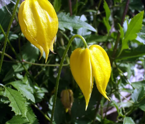 Yellow hanging flowers and foliage of Clematis tangutica.