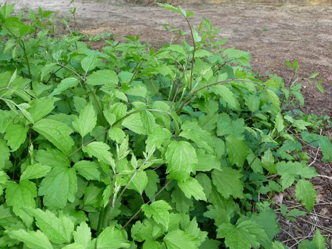 Leafy growth of Clematis × jouiniana 'Praecox'.