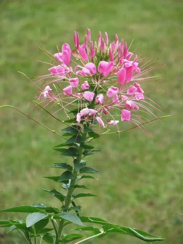 Pink flowers on an upright leafy stem of Cleome spinosa.