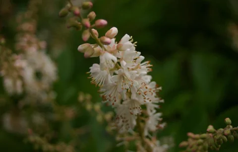 A white flower cluster of Clethra alnifolia.