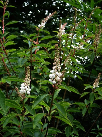 Flowering branches of Clethra monostachya, photographed under the synonym Clethra delavayi.