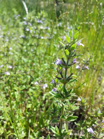 A flowering leafy stem of Clinopodium acinos.