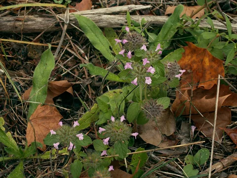 Low flowering stems and foliage of Clinopodium vulgare.