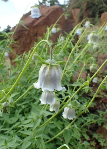 Hanging bell-shaped flowers and stems of Codonopsis ovata.