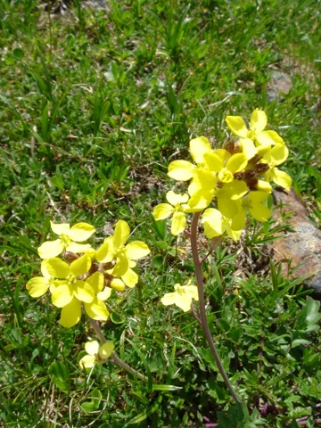 Yellow flowers on a stem of Coincya monensis ssp. recurvata.