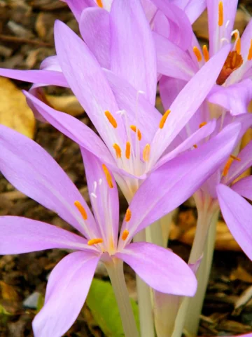 Pale purple flowers of Colchicum autumnale.