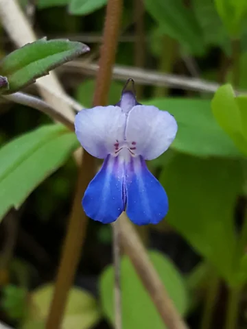 A blue and white flower of Collinsia grandiflora.