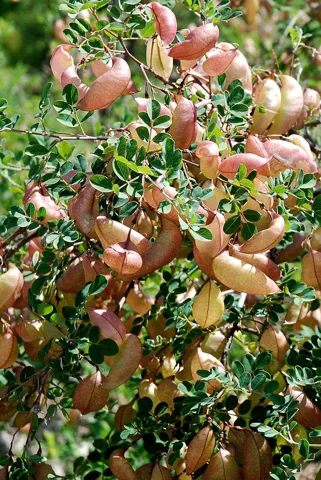 Leafy branches of Colutea arborescens with inflated seed pods.